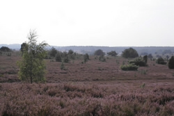 Die L&uuml;neburger Heide